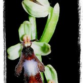ophrys_insectifera